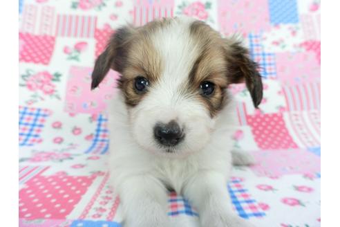成約済の千葉県のパピヨン-112144の3枚目